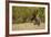 Reindeer (Rangifer Tarandus) Semi-Domesticated, Small Scale Herding by Local Sami, Sarek Np, Sweden-Cairns-Framed Photographic Print