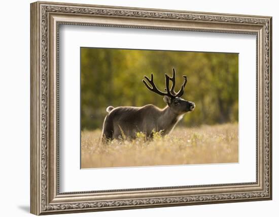 Reindeer (Rangifer Tarandus) Semi-Domesticated, Small Scale Herding by Local Sami, Sarek Np, Sweden-Cairns-Framed Photographic Print