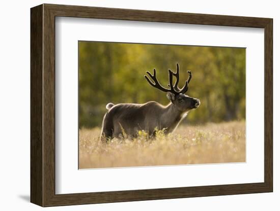 Reindeer (Rangifer Tarandus) Semi-Domesticated, Small Scale Herding by Local Sami, Sarek Np, Sweden-Cairns-Framed Photographic Print