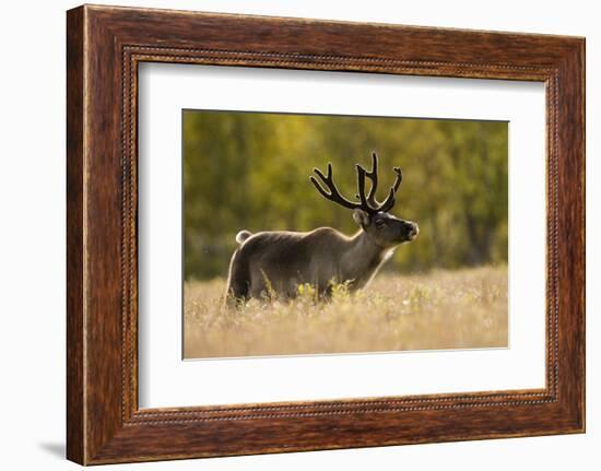 Reindeer (Rangifer Tarandus) Semi-Domesticated, Small Scale Herding by Local Sami, Sarek Np, Sweden-Cairns-Framed Photographic Print