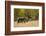 Reindeer (Rangifer Tarandus) Semi-Domesticated, Small Scale Herding by Local Sami, Sarek Np, Sweden-Cairns-Framed Photographic Print