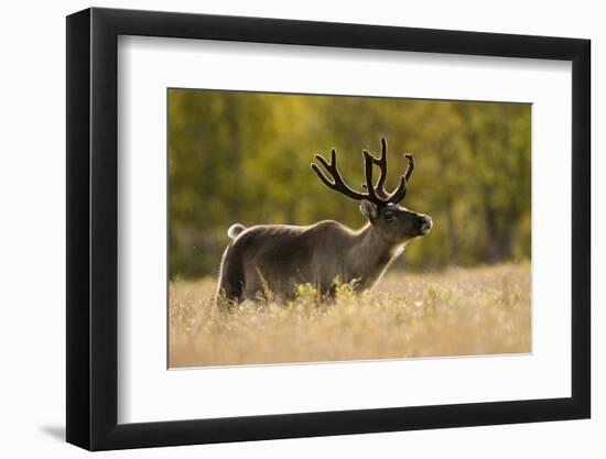 Reindeer (Rangifer Tarandus) Semi-Domesticated, Small Scale Herding by Local Sami, Sarek Np, Sweden-Cairns-Framed Photographic Print