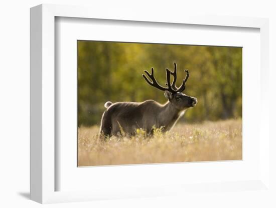 Reindeer (Rangifer Tarandus) Semi-Domesticated, Small Scale Herding by Local Sami, Sarek Np, Sweden-Cairns-Framed Photographic Print