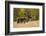 Reindeer (Rangifer Tarandus) Semi-Domesticated, Small Scale Herding by Local Sami, Sarek Np, Sweden-Cairns-Framed Photographic Print