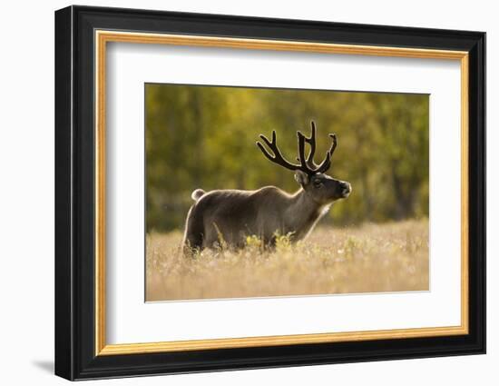 Reindeer (Rangifer Tarandus) Semi-Domesticated, Small Scale Herding by Local Sami, Sarek Np, Sweden-Cairns-Framed Photographic Print