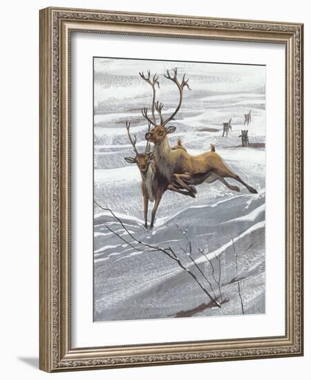 Reindeer (Rangifer Tarandus)-null-Framed Giclee Print