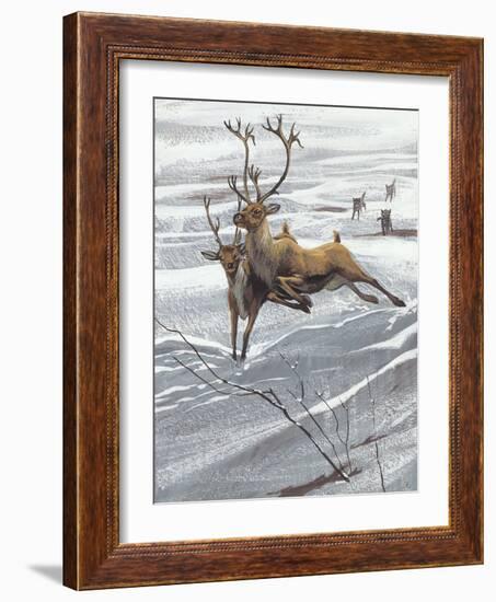 Reindeer (Rangifer Tarandus)-null-Framed Giclee Print