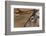 Reindeer reindeer with bare antlers in rutting season, Cairngorm National Park, Speyside, Scotland-Laurie Campbell-Framed Photographic Print