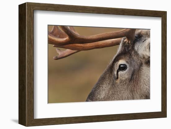 Reindeer reindeer with bare antlers in rutting season, Cairngorm National Park, Speyside, Scotland-Laurie Campbell-Framed Photographic Print