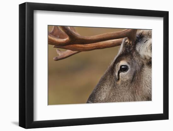 Reindeer reindeer with bare antlers in rutting season, Cairngorm National Park, Speyside, Scotland-Laurie Campbell-Framed Photographic Print