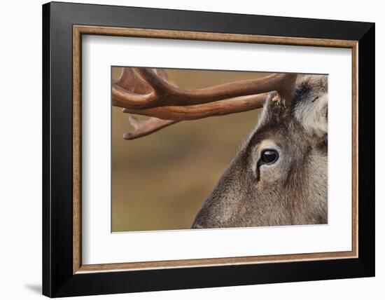 Reindeer reindeer with bare antlers in rutting season, Cairngorm National Park, Speyside, Scotland-Laurie Campbell-Framed Photographic Print