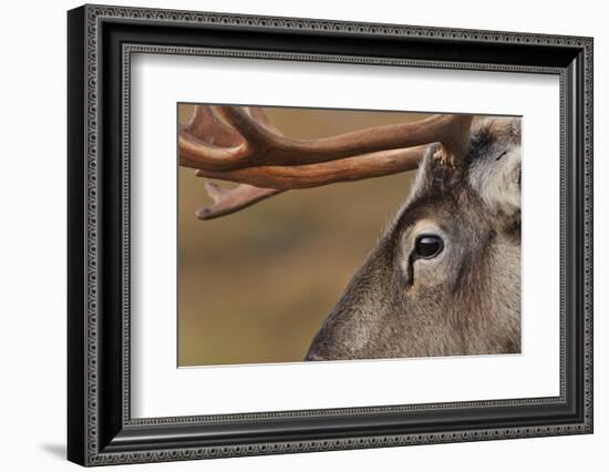 Reindeer reindeer with bare antlers in rutting season, Cairngorm National Park, Speyside, Scotland-Laurie Campbell-Framed Photographic Print