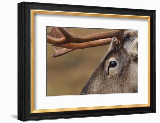 Reindeer reindeer with bare antlers in rutting season, Cairngorm National Park, Speyside, Scotland-Laurie Campbell-Framed Photographic Print