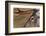 Reindeer reindeer with bare antlers in rutting season, Cairngorm National Park, Speyside, Scotland-Laurie Campbell-Framed Photographic Print