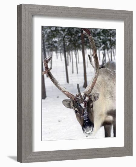 Reindeer Safari, Jukkasjarvi, Sweden, Scandinavia, Europe-null-Framed Photographic Print