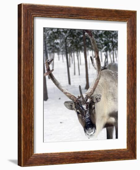 Reindeer Safari, Jukkasjarvi, Sweden, Scandinavia, Europe-null-Framed Photographic Print