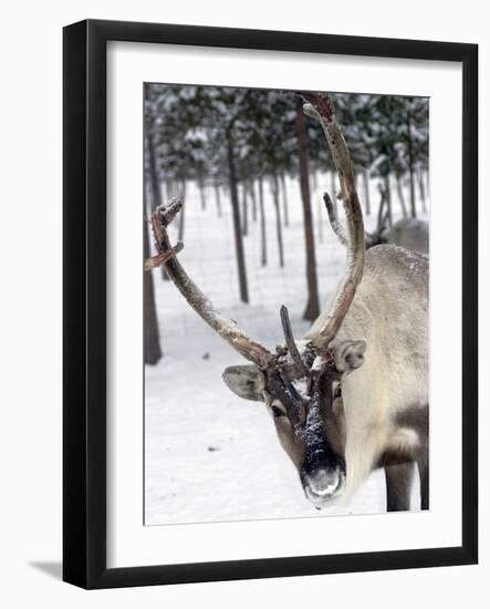 Reindeer Safari, Jukkasjarvi, Sweden, Scandinavia, Europe-null-Framed Photographic Print