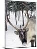 Reindeer Safari, Jukkasjarvi, Sweden, Scandinavia, Europe-null-Mounted Photographic Print