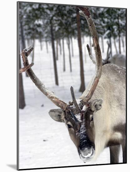 Reindeer Safari, Jukkasjarvi, Sweden, Scandinavia, Europe-null-Mounted Photographic Print