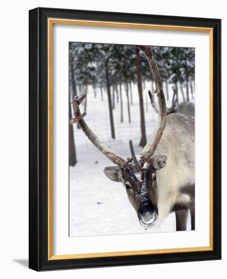 Reindeer Safari, Jukkasjarvi, Sweden, Scandinavia, Europe-null-Framed Photographic Print