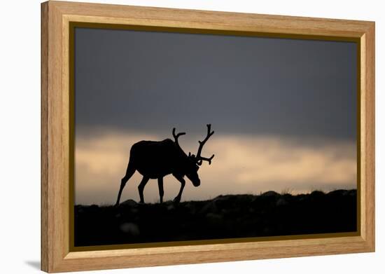 Reindeer Silhouetted Against Sky-Mark Hamblin-Framed Premier Image Canvas