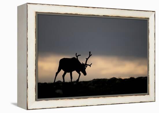 Reindeer Silhouetted Against Sky-Mark Hamblin-Framed Premier Image Canvas