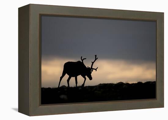 Reindeer Silhouetted Against Sky-Mark Hamblin-Framed Premier Image Canvas