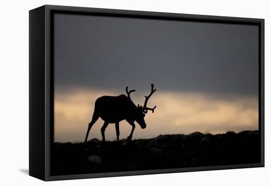 Reindeer Silhouetted Against Sky-Mark Hamblin-Framed Premier Image Canvas