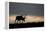 Reindeer Silhouetted Against Sky-Mark Hamblin-Framed Premier Image Canvas