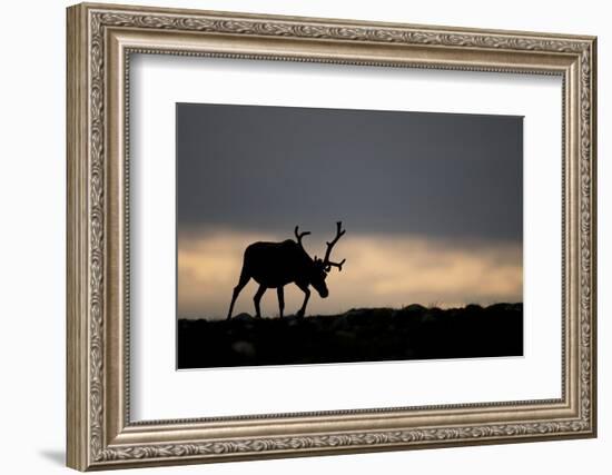 Reindeer Silhouetted Against Sky-Mark Hamblin-Framed Photographic Print