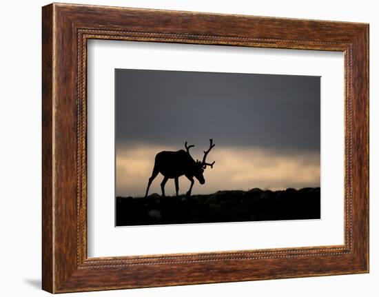 Reindeer Silhouetted Against Sky-Mark Hamblin-Framed Photographic Print