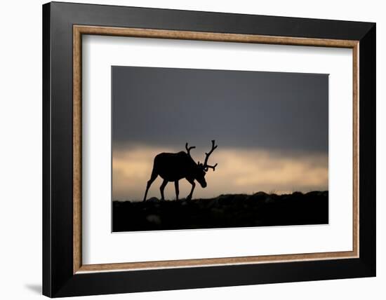 Reindeer Silhouetted Against Sky-Mark Hamblin-Framed Photographic Print