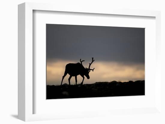 Reindeer Silhouetted Against Sky-Mark Hamblin-Framed Photographic Print