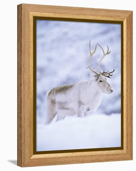 Reindeer Stag in Winter Snow (Rangifer Tarandus) from Domesticated Herd, Scotland, UK-Niall Benvie-Framed Premier Image Canvas