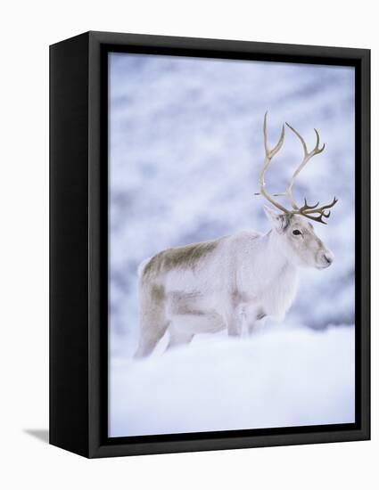 Reindeer Stag in Winter Snow (Rangifer Tarandus) from Domesticated Herd, Scotland, UK-Niall Benvie-Framed Premier Image Canvas