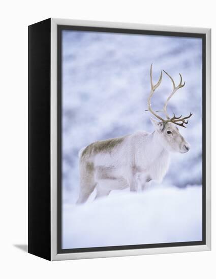 Reindeer Stag in Winter Snow (Rangifer Tarandus) from Domesticated Herd, Scotland, UK-Niall Benvie-Framed Premier Image Canvas