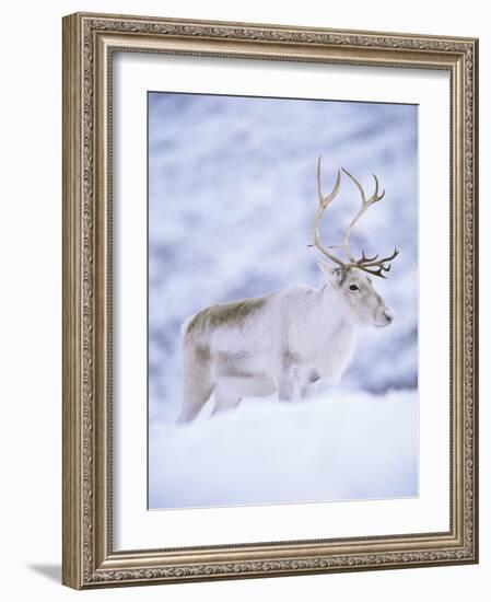 Reindeer Stag in Winter Snow (Rangifer Tarandus) from Domesticated Herd, Scotland, UK-Niall Benvie-Framed Photographic Print