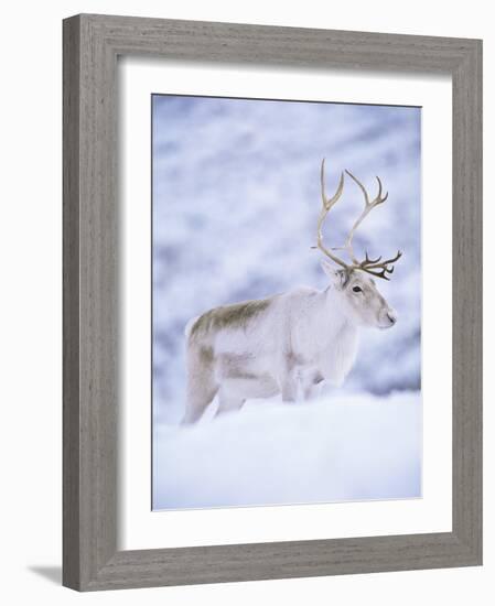 Reindeer Stag in Winter Snow (Rangifer Tarandus) from Domesticated Herd, Scotland, UK-Niall Benvie-Framed Photographic Print