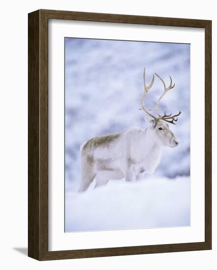 Reindeer Stag in Winter Snow (Rangifer Tarandus) from Domesticated Herd, Scotland, UK-Niall Benvie-Framed Photographic Print