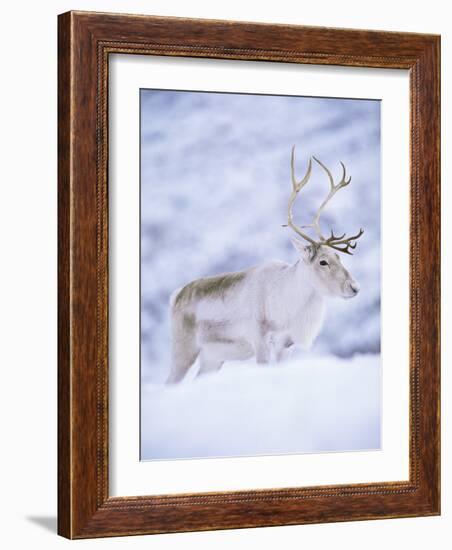 Reindeer Stag in Winter Snow (Rangifer Tarandus) from Domesticated Herd, Scotland, UK-Niall Benvie-Framed Photographic Print