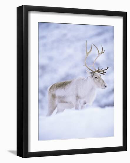 Reindeer Stag in Winter Snow (Rangifer Tarandus) from Domesticated Herd, Scotland, UK-Niall Benvie-Framed Photographic Print