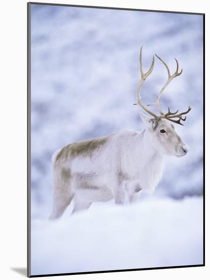 Reindeer Stag in Winter Snow (Rangifer Tarandus) from Domesticated Herd, Scotland, UK-Niall Benvie-Mounted Photographic Print
