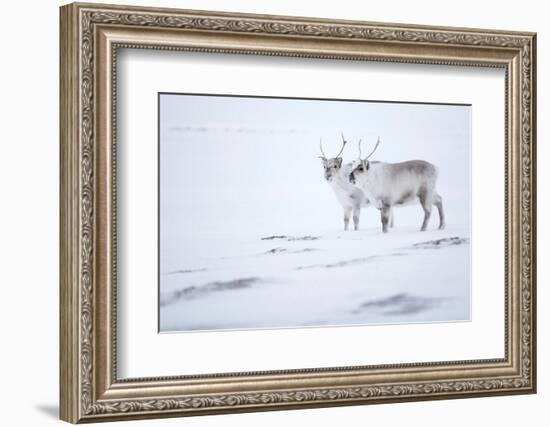 Reindeer standing on ridge in snow, Svalbard, Norway-Danny Green-Framed Photographic Print