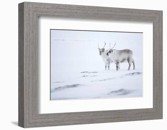 Reindeer standing on ridge in snow, Svalbard, Norway-Danny Green-Framed Photographic Print