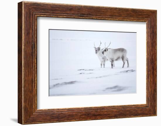 Reindeer standing on ridge in snow, Svalbard, Norway-Danny Green-Framed Photographic Print