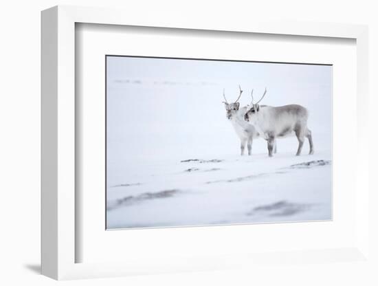 Reindeer standing on ridge in snow, Svalbard, Norway-Danny Green-Framed Photographic Print