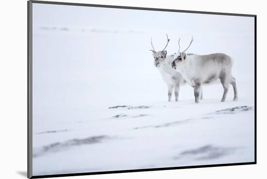 Reindeer standing on ridge in snow, Svalbard, Norway-Danny Green-Mounted Photographic Print