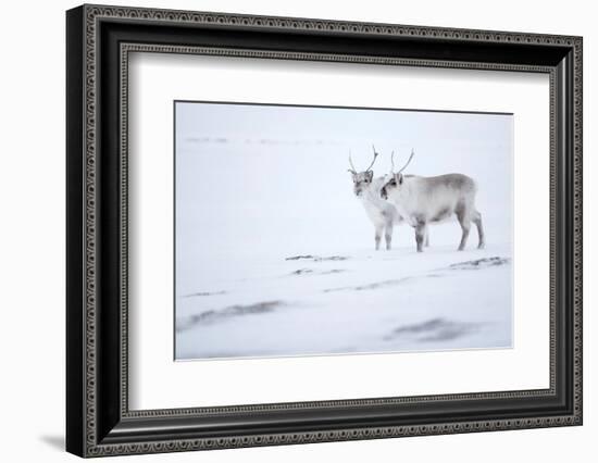 Reindeer standing on ridge in snow, Svalbard, Norway-Danny Green-Framed Photographic Print