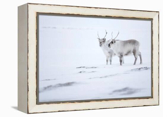 Reindeer standing on ridge in snow, Svalbard, Norway-Danny Green-Framed Premier Image Canvas