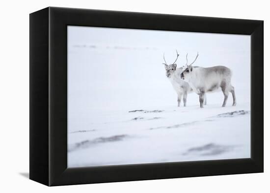 Reindeer standing on ridge in snow, Svalbard, Norway-Danny Green-Framed Premier Image Canvas